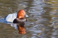 Common Pochard ( Aythya ferina )