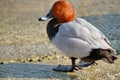 Duck Common Pochard