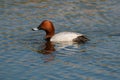 Common pochard Aythya ferina duck swimming on the lake