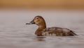 Common Pochard - Aythya ferina - female Royalty Free Stock Photo