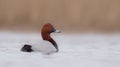 Common Pochard - Aythya ferina - male