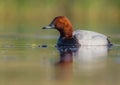 Common Pochard - Aythya ferina Royalty Free Stock Photo