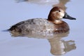 Adult Female Common Pochard Dive Duck Royalty Free Stock Photo