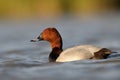 Common pochard (Aythya ferina)