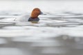 Common pochard (Aythya ferina) Royalty Free Stock Photo