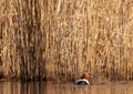 A common pochard Aythya ferina swims on a small pond in southern Germany