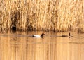 A common pochard Aythya ferina swims on a small pond in southern Germany