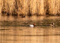 A common pochard Aythya ferina swims on a small pond in southern Germany