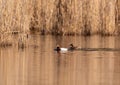 A common pochard Aythya ferina swims on a small pond in southern Germany