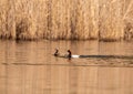 A common pochard Aythya ferina swims on a small pond in southern Germany