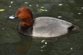 Common pochard Aythya ferina Royalty Free Stock Photo