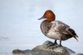 Common pochard male Aythya ferina stands on stone in water