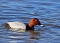 Common pochard male near Hainburg an der Donau, Austria