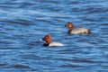 Common Pochard pair swimming in the lake Aythya ferina