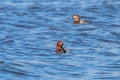 Common Pochard pair swimming in the lake Aythya ferina