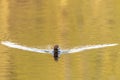Common Pochard swimming in lake