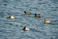 Common pochards and Eurasian coots. Royalty Free Stock Photo