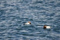 Common pochards resting.