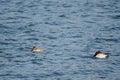 Common pochards sleeping. Royalty Free Stock Photo