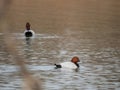 Common pochards on the water Royalty Free Stock Photo