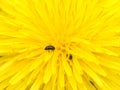 The common pollen beetle (Brassicogethes aeneus) Royalty Free Stock Photo