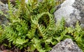 Common polypody amongst rocks