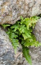 Common polypody amongst rocks