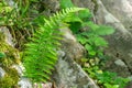 Common polypody fern Polypodium vulgare grows among stones and moss