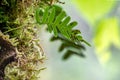 Common polypody fern Polypodium vulgare grows among thick moss