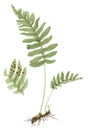 Common polypody Polypodium vulgare botanical drawing over white background Royalty Free Stock Photo