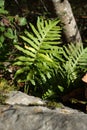 Common polypody, Polypodium vulgare