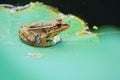 Common pond frog