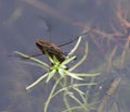 Common Pond Skater