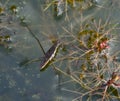 Common Pond Skater Royalty Free Stock Photo