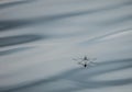 Common pond skater