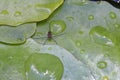 Common Pond Skater Royalty Free Stock Photo