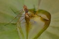 A common pond skater Gerris lacustris eating the little one skater