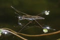 Common Pond Skater Royalty Free Stock Photo