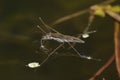 Common Pond Skater Royalty Free Stock Photo