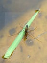 Common pondskater on a garden pond Royalty Free Stock Photo