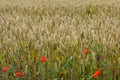 Common Poppies - Papaver rhoeas in Wheat Field, Norfolk, England, UK Royalty Free Stock Photo