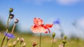 common poppy in blurred green grass and clear blue sky background among cornflowers, tragic symbol of dead soldiers, war victims