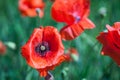 Common poppy