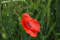 A close-up of the red poppy Royalty Free Stock Photo