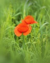 Common poppy flower on green background