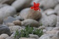 common poppy flower single plant isolated in a dry stony environment Royalty Free Stock Photo