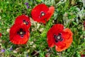 Common poppy flowers Papaver rhoeas, blooming with sunlight Royalty Free Stock Photo