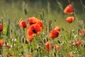 Common poppy in the meadow blossoming