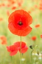 Common poppy Papaver rhoeas blooming Royalty Free Stock Photo