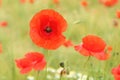 Common poppy Papaver rhoeas blooming Royalty Free Stock Photo